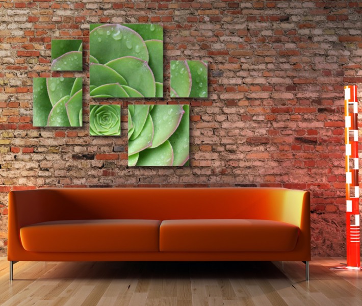 Aeonium Succulents Canvas Cluster