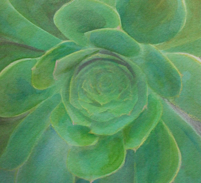 Esalen_Aeonium