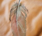 Native Spirit 002